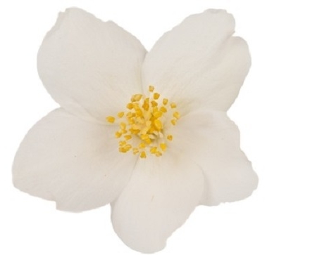 Jasmijn bloem